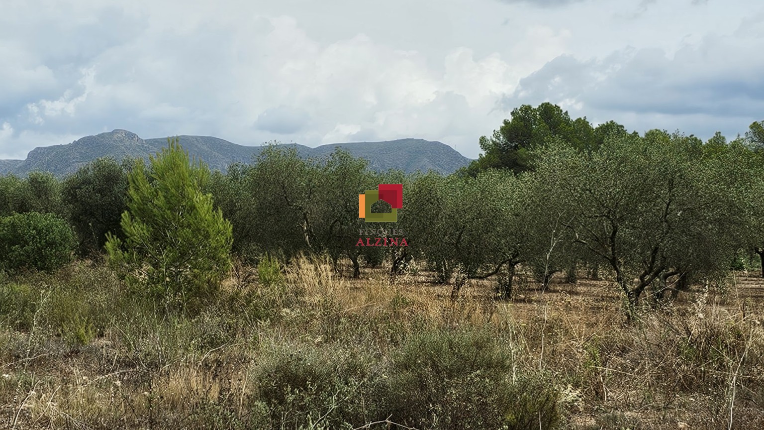 Fincas rústicas de regadío en venta en Ginestar (Móra d’Ebre, Tarragona)