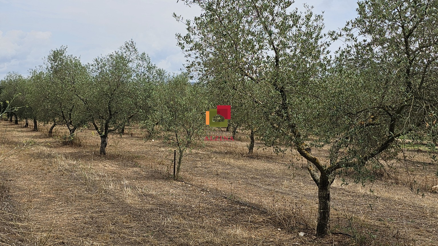 Fincas rústicas de regadío en venta en Ginestar (Móra d’Ebre, Tarragona)