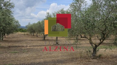 Fincas rústicas de regadío en venta en Ginestar (Móra d’Ebre, Tarragona)